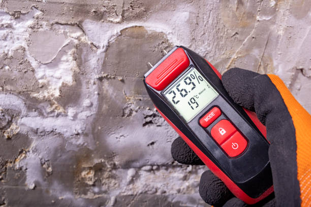 Best Affordable Mold Removal  in Verona, MS