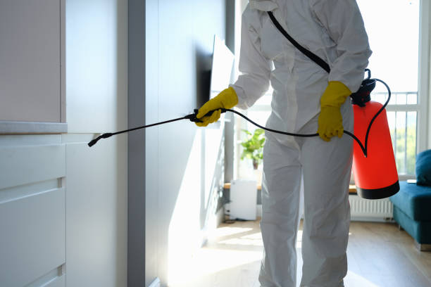 Best Home Mold Removal  in Verona, MS