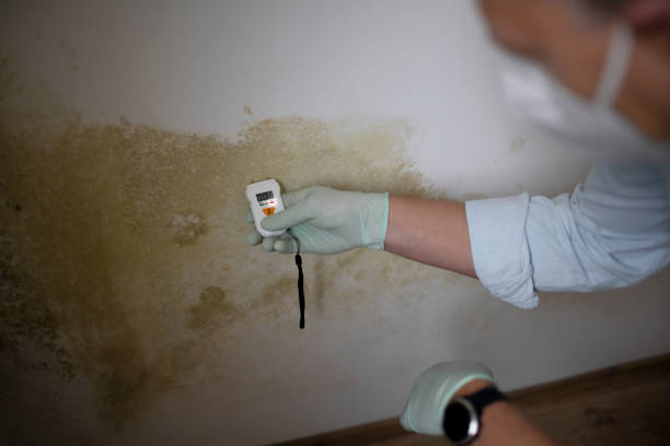 Best Residential Mold Removal  in Verona, MS