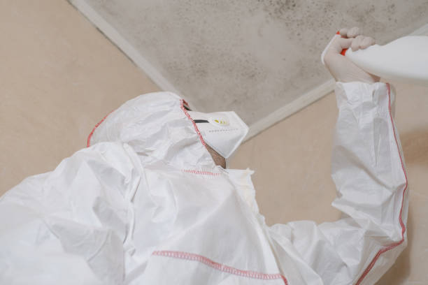 Best Mold Removal Company Near Me  in Verona, MS