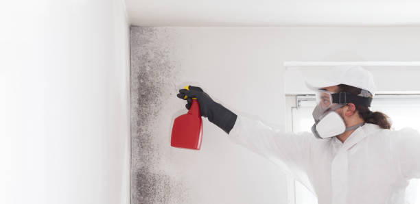 Best Mold Testing  in Verona, MS