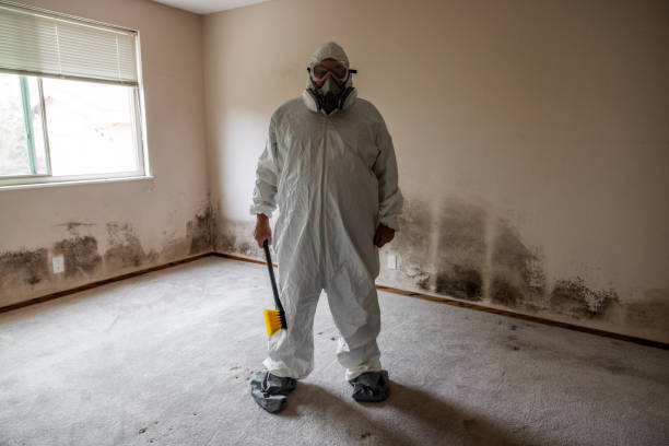 Best Mold Testing and Removal  in Verona, MS