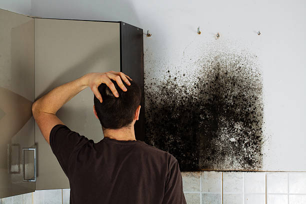 Professional Mold Removal in Verona, MS