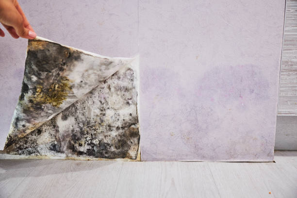 Best Mold Damage Repair  in Verona, MS